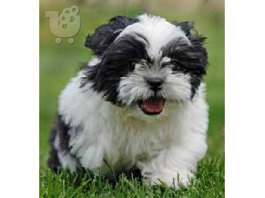 PoulaTo: SHIH- TZU PUPPIES FOR SALE